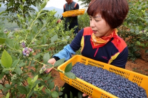 ‘자연의 선물’ 블루베리 수확 한창