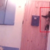 ‘문 열어주세요’ 가정집 초인종 누르는 러시아 고양이