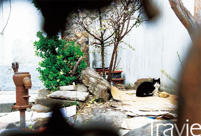 일제강점기 때부터 오늘까지 한자리를 지키고 있는 집 마당엔 아직 일본식 우물의 흔적이 남아있다