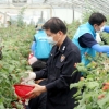 메르스 통제 농가 일손 돕는 경찰
