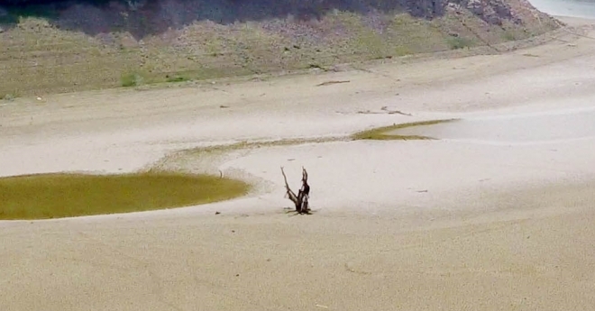 연일 이어지는 극심한 가뭄으로 소양강댐의 수위가 낮아지면서 수몰 지역인 옛 강원도 양구군 남면 하수내리의 서낭당 매차나무가 42년 만에 모습을 드러냈다. 양구군 제공
