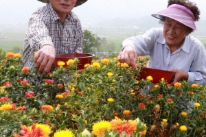 우리 몸에 약이 되는 귀한 홍화