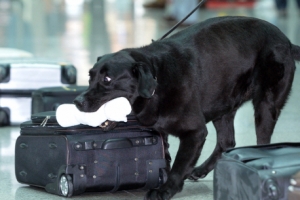 한국인 ‘캄보디아 마약왕’ 코로나 때문에 태국서 발 묶여