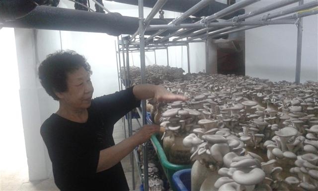 주민 김정희씨가 23일 노원구 하계2동 극동건영벽산아파트 8동 지하실에서 버섯을 돌보고 있다.