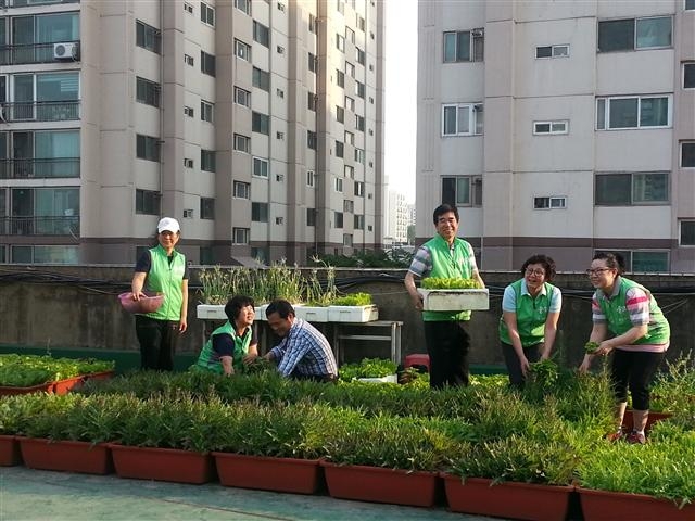 송파구 풍납1동 동아한가람아파트 봉사단원들이 23일 단지 상가 옥상텃밭에서 채소를 가꾸고 있다.  송파구 제공