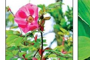 한라산서 처음 만난 귀한 얼굴들