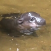 새끼 피그미 하마의 첫 헤엄 순간