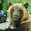 [포토] 관광객 탄 차량 접근한 거대 곰, 보인 반응이…