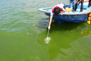 녹차가루 같은 부유물질 둥둥… 성산대교 주변 가장 심각