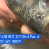 아마존 육식 어종 피라냐·레드파쿠 강원도에서 발견