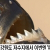 강원도 피라니아 제거 착수 “사람잡는 육식어종, 저수지에 왜?”