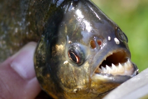 ‘식인 물고기’ 피라냐 등 7종 위해우려종 지정
