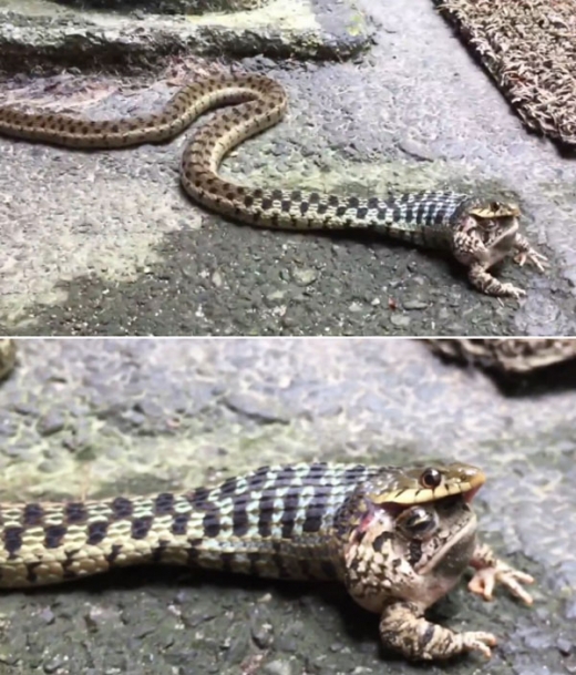 [한줄영상] 두꺼비 한입에 잡아먹는 가터뱀 포착