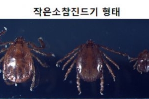 전북서 야생진드기에 물린 70대 사망