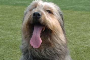 경기도 ‘1만 마리’ 반려동물 테마파크 조성