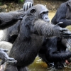 굶주림 처한 라이베리아 ‘혹성탈출’ 침팬지들