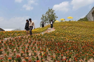 황룡강 예술 도시, 4계절 노란 꽃 피는 장성