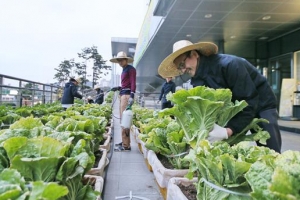 가져볼까? 가족텃밭