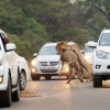 쿠두 사냥 위해 도로까지 뛰쳐나온 사자 포착