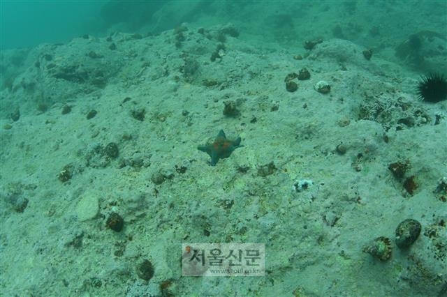 동해 연안해역 바닷속 암초지대가 석회질이 달라붙어 하얗게 변하는 백화현상을 보이는 등 전체 암반 면적의 62%에서 바다사막화가 진행되는 것으로 나타났다.  서울신문 포토라이브러리