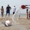 해변 쓸려 온 상어 구해준 美 피서객들