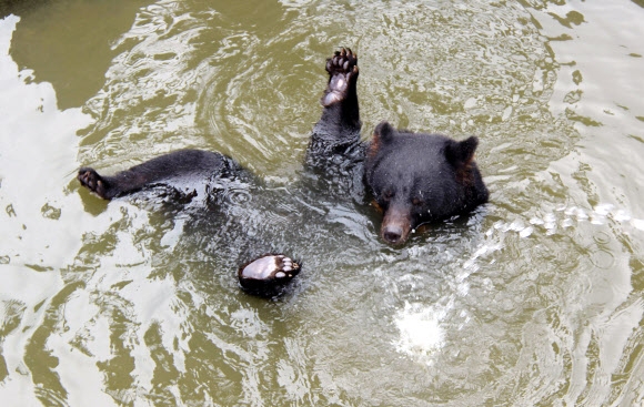 반달곰 물 웅덩이 피서법… “더위야 물러가라”