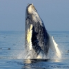 멸종 위기의 혹등고래, 미국 매사추세츠 해안에...