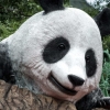 쥬라기 공원인가...거대 판다가 담장 밖을...