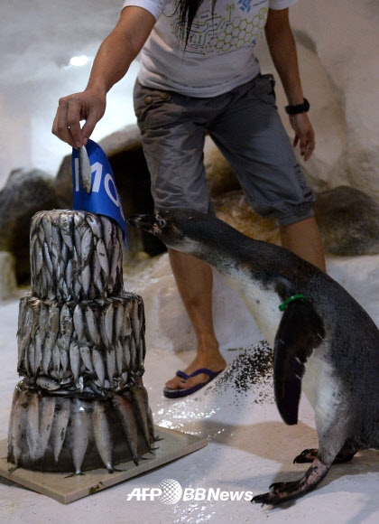 29일(현지시간) 마닐라 오션파크에서 태어난 훔볼트 펭귄 ‘카야’가 생일을 기념해서 얼음 생선 케익을 선물받고 있다. 카야는 2014년 7월 8일에 태어났고 오션파크의 인기있는 동물이다.   ⓒ AFPBBNews=News1