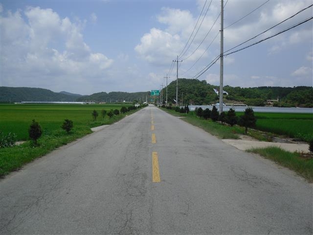 지난 29일 오전 경북 군위군 의흥면사무소 진입로인 수서길 양쪽에 주목나무가 촘촘히 심어져 있다. 군위군은 2010년 이 도로의 가로수를 무궁화에서 주목나무로 전면 교체했다.