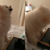 포메라니안 강아지의 요란한 재채기 화제