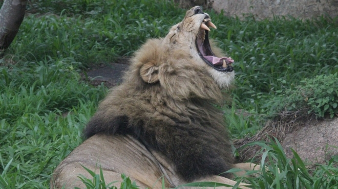 짐바브웨 국립공원 인근 숲에서 하품하는 숫사자. 최근 미국인들이 활과 화살을 이용해 사자들을 불법 사냥하면서 국제적인 비난을 사고 있다.