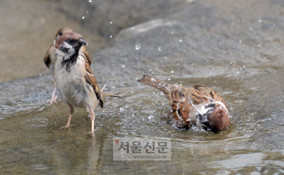 서울에 폭염주의보가 내려진 7일 오후 서울 남산골 한옥마을 연못에서 참새들이 목욕을 하고 있다. 도준석 기자 pado@seoul.co.kr