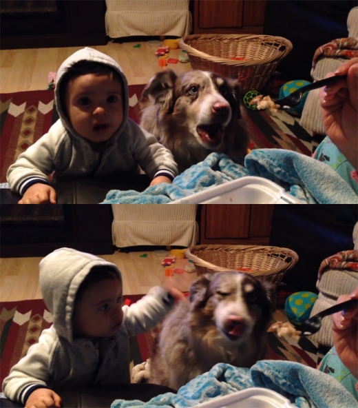 [한줄 영상] 음식 놓고 벌이는 아기와 견공의 신경전