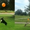 [한줄 영상] ‘풍선 떨어뜨리지 않기’ 놀이하는 강아지