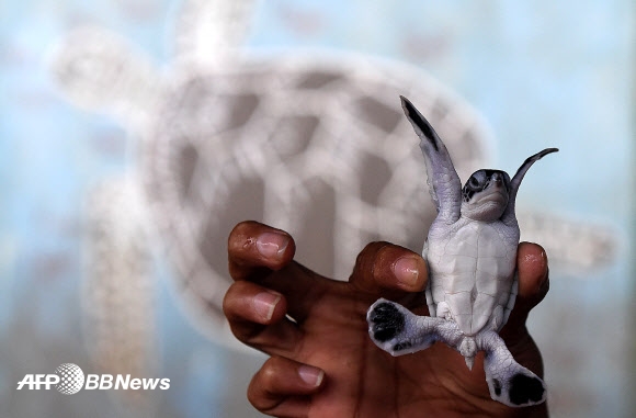 10일(현지시간) 한 자원봉사자가 스리랑카 코스고다의 바다 거북 보호 구역 센터에서 갓 부화한 바다 거북을 들고 있다. ⓒ AFPBBNews=News1