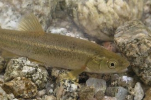 버들치 양재천 소환 작전