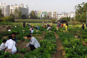 옥상 텃밭·집앞 빈터에 ‘식량해법’ 자라고 있다