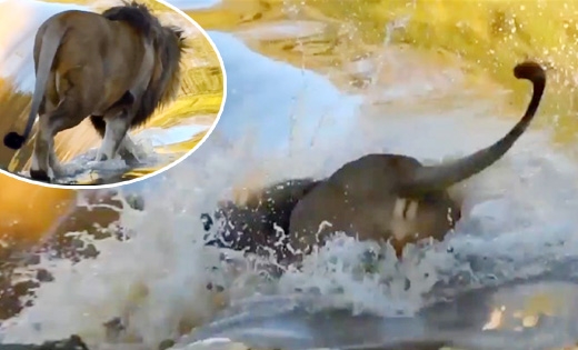 ‘어어어~’ 폭포서 떨어진 사자 포착