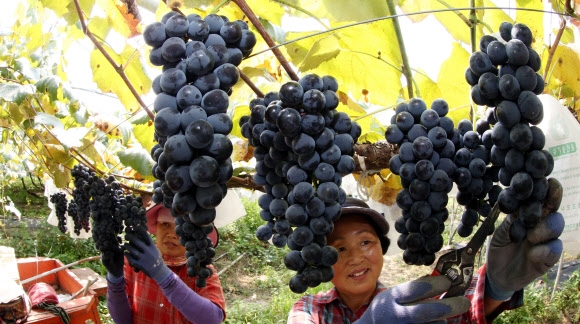 처서 앞두고 탐스러운 포도