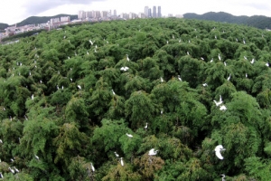 백로의 쉼터 태화강 삼호대숲