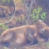 ‘도저히 못 참겠다’ 쏟아지는 잠에 고개 떨군 곰 포착
