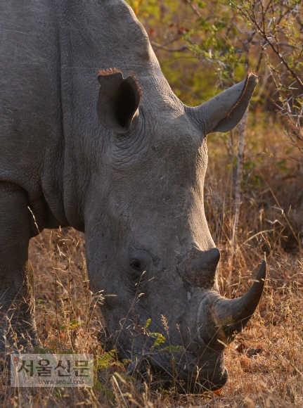 아프리카 ‘빅5’ 중 하나인 코뿔소. 온순하다가도 한번 성이 나면 화가 풀릴 때까지 사파리 차량을 들이받는다.