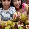 “맛있는 무화과 있어요”
