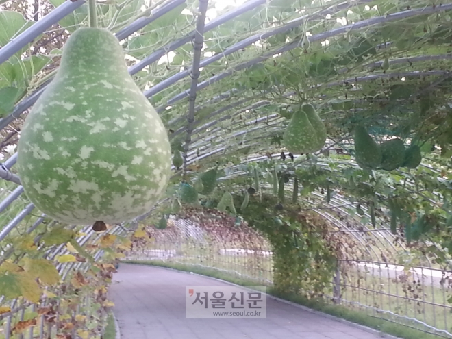 인천 서구 연희동 청라국제도시에 자리잡은 아시안게임주경기장에 조롱박 터널이 만들어져 주렁주렁 달려 있는 정겨운 모습이다. 이곳은 최근들어 청라주민들에게 새롭게 인기있는 명소로 떠오르고 있다. 