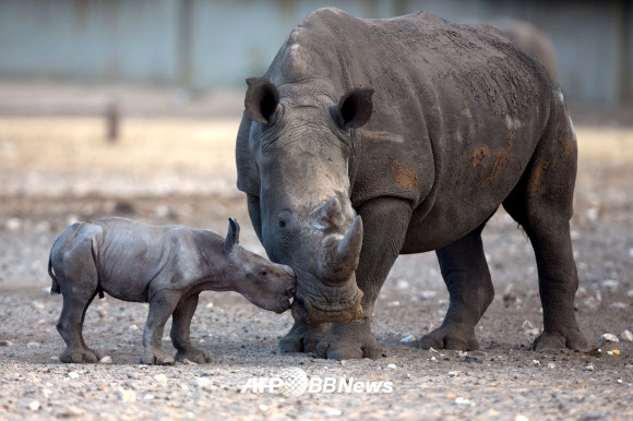 24일(현지시간) 이스라엘 텔아비브에 위치한 라맛 간 사파리(the Ramat Gan Safari)에서 6살 난 코뿔소 케렌과 새끼 코뿔소가 오붓한 시간을 보내고 있다. ⓒ AFPBBNews=News1