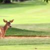 “사슴도 골프치나...골프장 페어웨이를 차지하고서...”