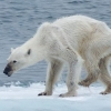 [포토] 뼈만 남은 북극곰의 비참한 실상