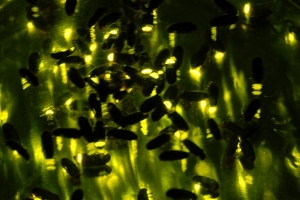 [우리동네 흥겨운 축제] ‘자연 힐링’ 무주 반딧불축제