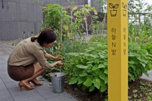 [커버스토리] 옥상서 텃밭 가꾸고 넥타이 대신 반바지…창의성 커지는 사옥